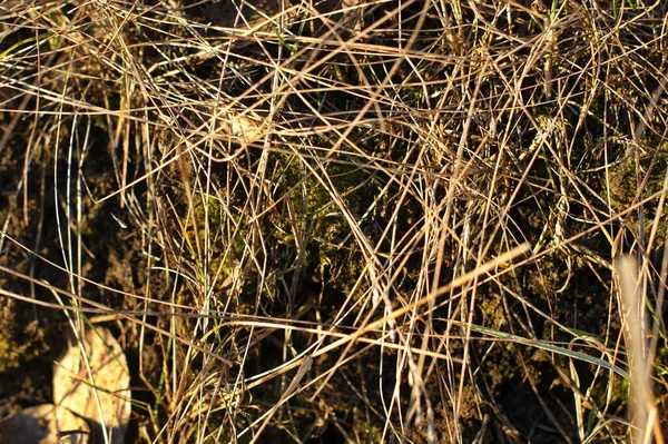 Letzten Jahr War Das Gras Vom Raureif Des Frühlings Bedeckt — Stockfoto