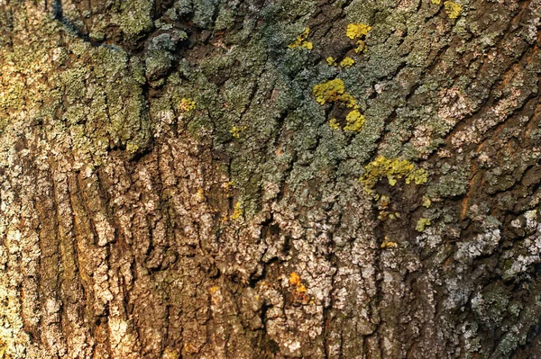 Textura Casca Árvore Musgosa Com Advento Primavera Está Saturado Umidade — Fotografia de Stock