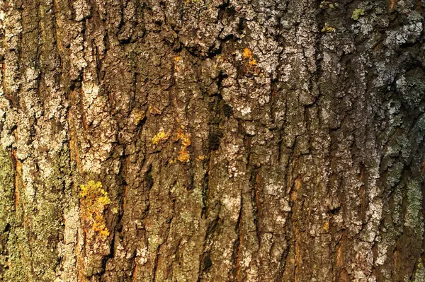 Textura Casca Árvore Musgosa Com Advento Primavera Está Saturado Umidade — Fotografia de Stock