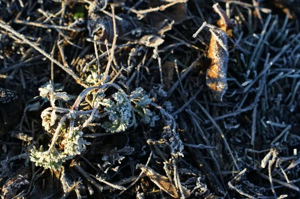 去年的草地上覆盖着春霜 晨光照亮了草地上的霜冻 — 图库照片