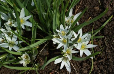 Bahçede dekoratif çiçekler. Rengarenk manzaralı resmi bahçedeki yeşil çimenler. Güzel Bahçe.