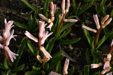 Bahçede dekoratif çiçekler. Rengarenk manzaralı resmi bahçedeki yeşil çimenler. Güzel Bahçe.