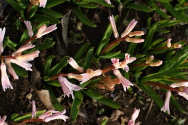 Bahçede dekoratif çiçekler. Rengarenk manzaralı resmi bahçedeki yeşil çimenler. Güzel Bahçe.