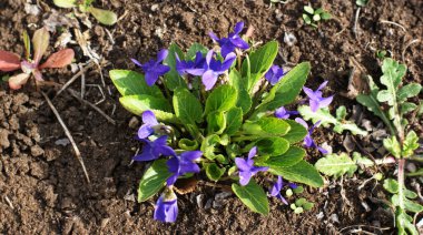 Bahçede dekoratif çiçekler. Rengarenk manzaralı resmi bahçedeki yeşil çimenler. Güzel Bahçe.