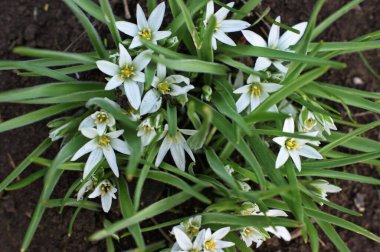 Bahçede dekoratif çiçekler. Rengarenk manzaralı resmi bahçedeki yeşil çimenler. Güzel Bahçe.