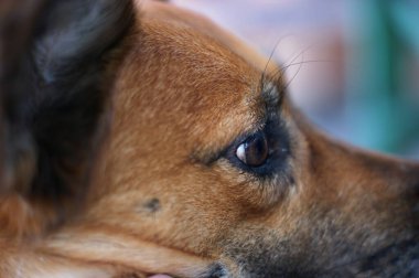 Dingo 'ya benzeyen kızıl saçlı bahçe köpekleri. Dingo vahşi köpeklerine benzeyen yerli kırmızı köpekler.