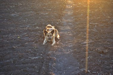 Baharda tarlada sürülen kırmızı köpekler, batan güneşle aydınlatılan, yazın bir tarlada yürüyen, günbatımında