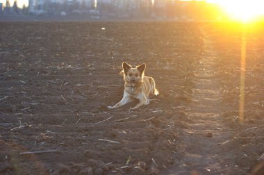 Baharda tarlada sürülen kırmızı köpekler, batan güneşle aydınlatılan, yazın bir tarlada yürüyen, günbatımında