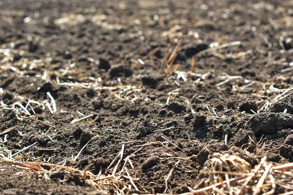 Freshly Plowed Field Chernozem Remains Dry Tops Last Year Which — Stock Photo, Image