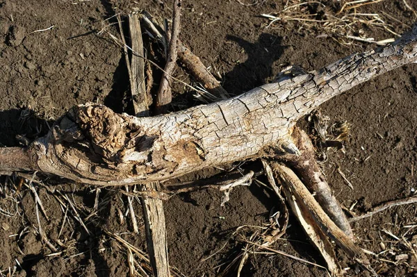Trockene Rissige Baumwurzeln Die Wie Eine Eidechse Aussehen Große Wurzeln — Stockfoto