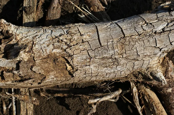 Trockene Rissige Baumwurzeln Die Wie Eine Eidechse Aussehen Große Wurzeln — Stockfoto