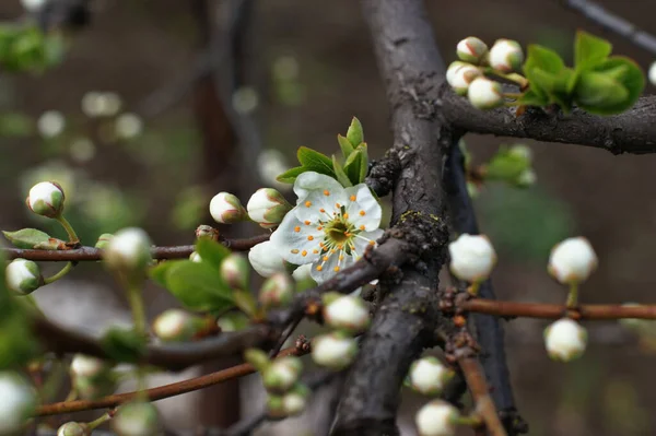 Kvetoucí Ovocné Stromy Bílé Květy Kvetoucího Jabloně Jaro — Stock fotografie