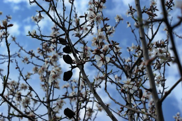 Ανθισμένα Οπωροφόρα Δέντρα Άσπρα Λουλούδια Μιας Ανθισμένης Μηλιάς Άνοιξη — Φωτογραφία Αρχείου