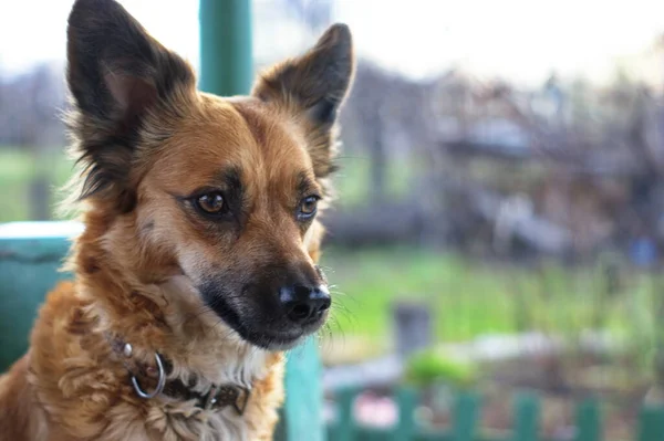 Cães Jardim Ruivos Semelhantes Dingo Cães Vermelhos Domésticos Semelhantes Aos — Fotografia de Stock