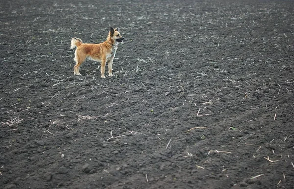 Red Dogs Plowed Field Spring Lit Setting Sun Walking Field — Stock Photo, Image