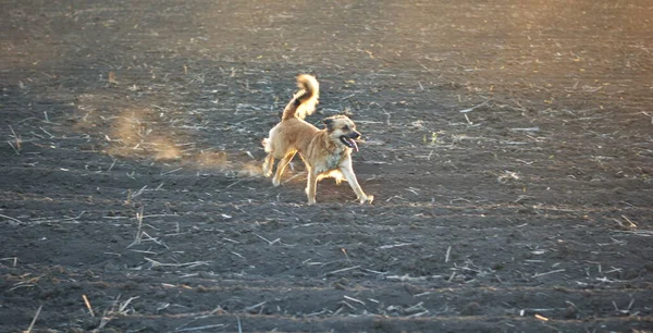 Red Dogs Plowed Field Spring Lit Setting Sun Walking Field — Stock Photo, Image