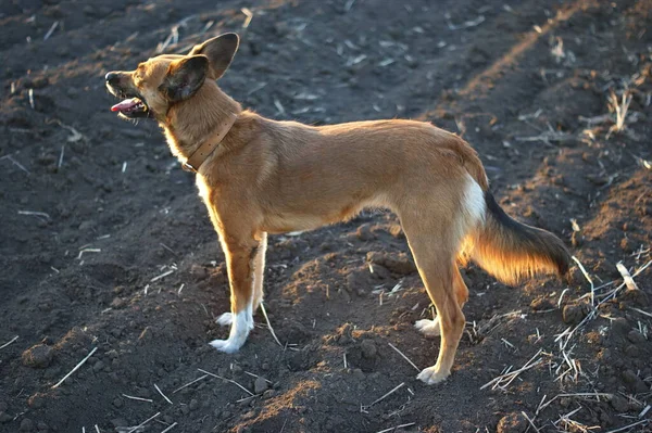 Baharda tarlada sürülen kırmızı köpekler, batan güneşle aydınlatılan, yazın bir tarlada yürüyen, günbatımında