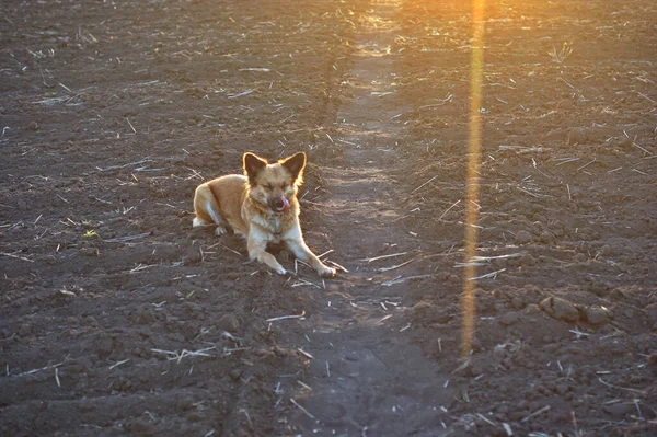 Cães Vermelhos Campo Arado Primavera Iluminado Pelo Sol Poente Andando — Fotografia de Stock