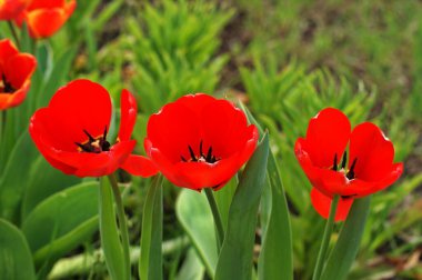 Kırmızı lale çekirdeğinin yakın plan fotoğrafı, soyut çiçek arkaplanı, çiçek yapraklarının üzerindeki çiy damlaları, bahar zamanı doğa detayı.
