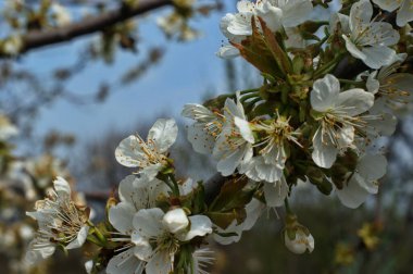 Sabah güneşinin altında bahçede çiçek açan meyve ağacının yakın çekimi.