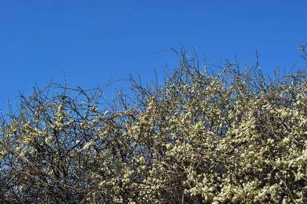 Überwucherte Wildkirschblüten Vor Tiefblauem Himmel — Stockfoto