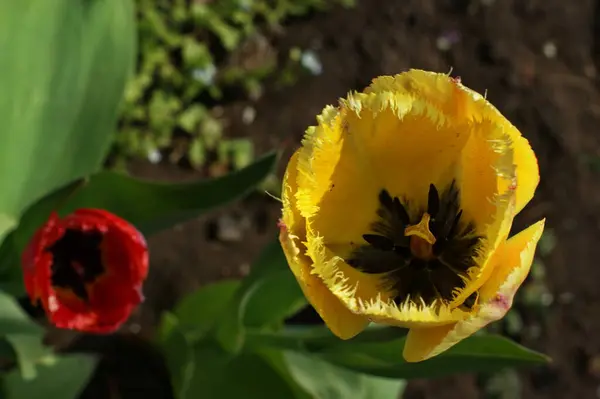 Brillantes Tulipanes Amarillos Florecen Primavera Jardín — Foto de Stock