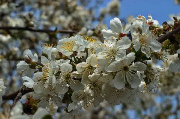 Gros Plan Sur Floraison Des Arbres Fruitiers Dans Jardin Sous — Photo