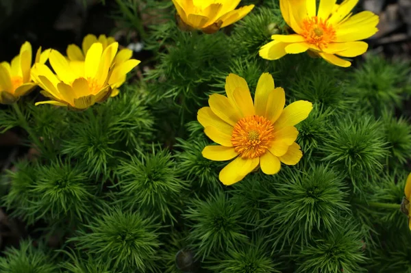 Flor Amarela Vermelha Jardim Brilhou Sol — Fotografia de Stock