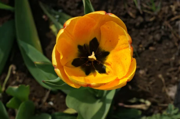Brillantes Tulipanes Amarillos Florecen Primavera Jardín — Foto de Stock