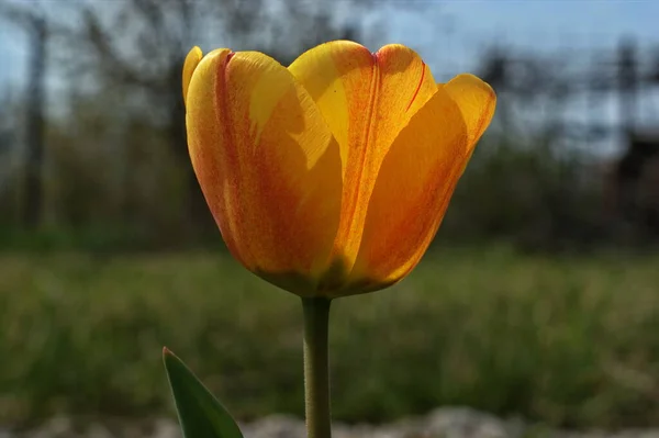 Bright Yellow Tulips Bloom Spring Garden — Stock Photo, Image