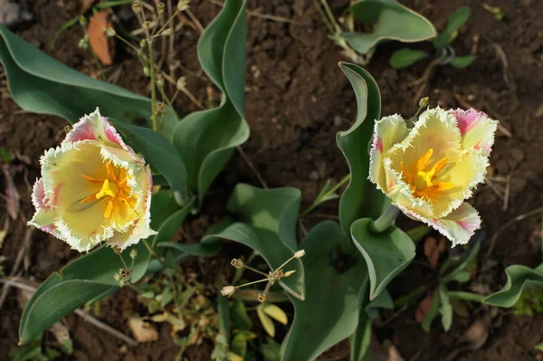 Tulipano Petali Morbido Rosso Bianco Con Foglie Verdi Giardino — Foto Stock