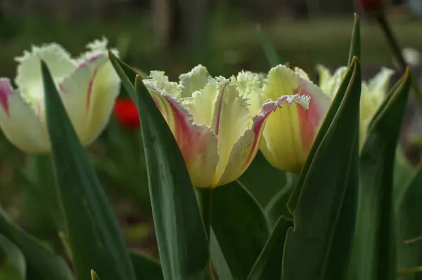 Tulipán Pétalos Esponjosos Rojos Blancos Con Hojas Verdes Jardín — Foto de Stock