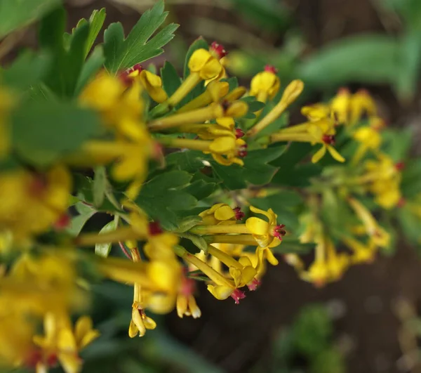 Gelbe Und Rote Blume Garten Leuchtete Der Sonne — Stockfoto