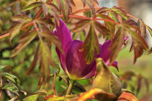 Beautiful Purple Tulip Blooming Spring Flowers Blur Background — Stock Photo, Image