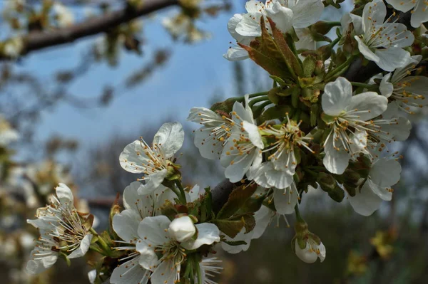 Detailní Záběr Květů Ovocných Stromů Zahradě Pod Ranním Sluncem — Stock fotografie