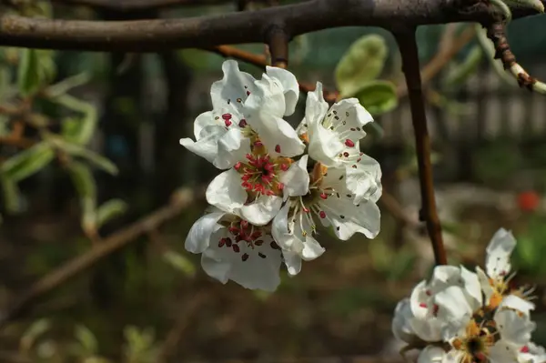 Gros Plan Sur Floraison Des Arbres Fruitiers Dans Jardin Sous — Photo