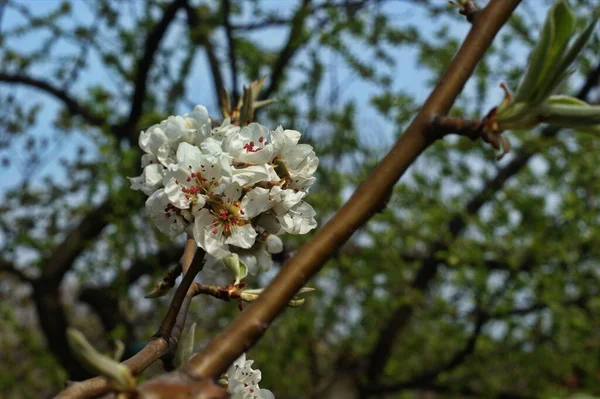 Detailní Záběr Květů Ovocných Stromů Zahradě Pod Ranním Sluncem — Stock fotografie
