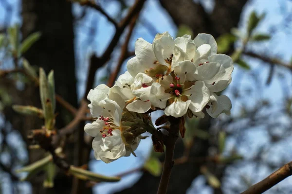 Primer Plano Floración Árboles Frutales Jardín Bajo Sol Mañana — Foto de Stock