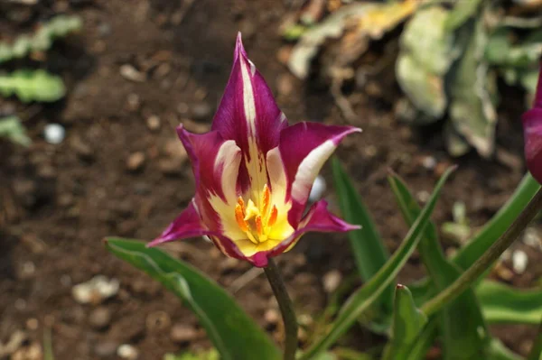 Hermoso Tulipán Púrpura Floreciendo Flores Primavera Fondo Borroso — Foto de Stock