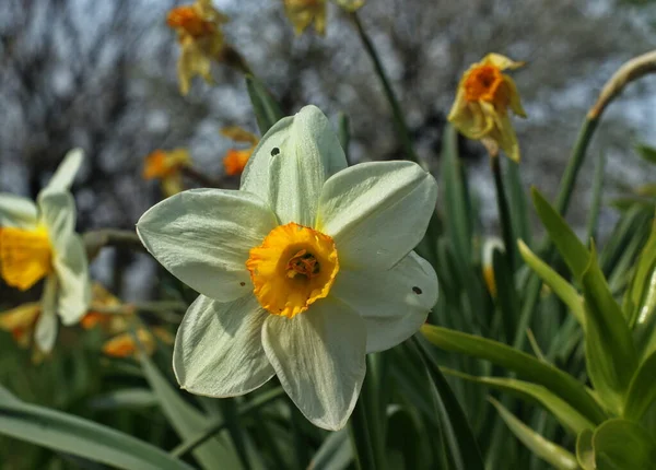 Campo Narciso Flor Primavera Muchas Flores Narcisas Floreciendo Jardín —  Fotos de Stock