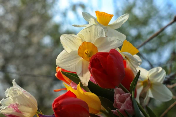 Buquê Flores Coloridas Primavera Tulipas Vermelhas Brancas Amarelas Roxas Narcisos — Fotografia de Stock