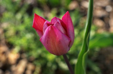 Bahçede açan kırmızı, pembe ve sarı laleler, yakın plan kırmızı.