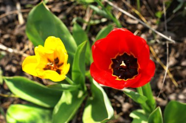 Parlak bahar güneşinin altında kırmızı ve sarı laleler. Bahçede bahar çiçekleri