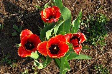 Parlak bahar güneşinin altında kırmızı ve sarı laleler. Bahçede bahar çiçekleri