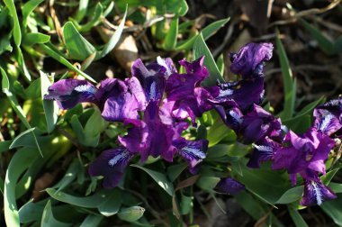 Yaban hayatta mor çiçekler yeşil çimenlerin arka planında, bahar tuzunun altında.