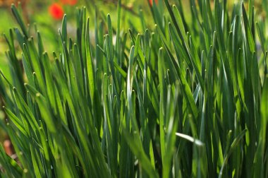 Bahar güneşinin altında taze taze buğday makrosu