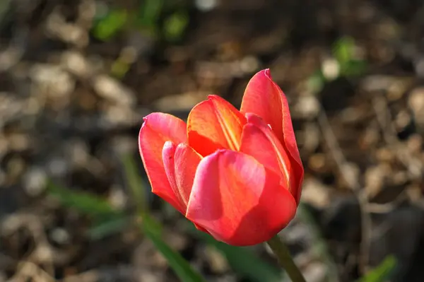 Tulipanes Rojos Rosados Amarillos Floreciendo Jardín Uno Rojo Cerca — Foto de Stock