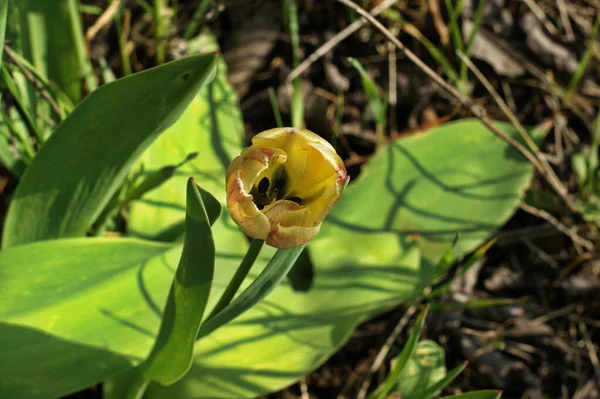 Rote Und Gelbe Tulpen Unter Der Strahlenden Frühlingssonne Frühlingsblumen Garten — Stockfoto