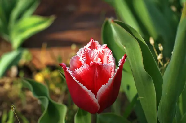 Tulipanes Rojos Rosados Amarillos Floreciendo Jardín Uno Rojo Cerca — Foto de Stock