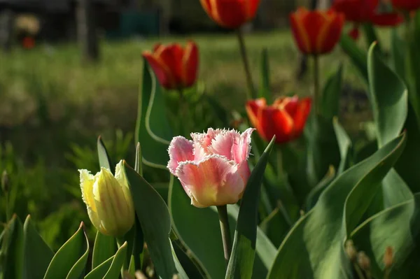 Tulipanes Multicolores Jardín Tonos Rojo Amarillo Violeta Blanco Diferentes Secuencias — Foto de Stock